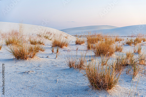 White Sands National Park Grass on the White Dunes 