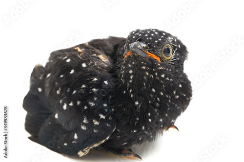 A young plaintive cuckoo bird (Cacomantis merulinus) isolated on white background photo