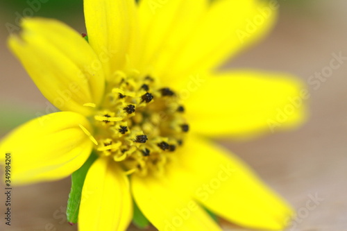 The Beautiful Yellow Flowers