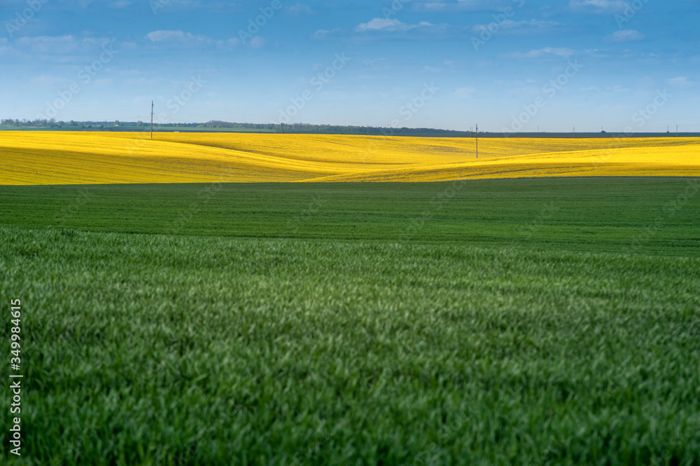 Obraz premium Agricultural fields in springtime. Yellow fields lines of oilseed rape and green meadows