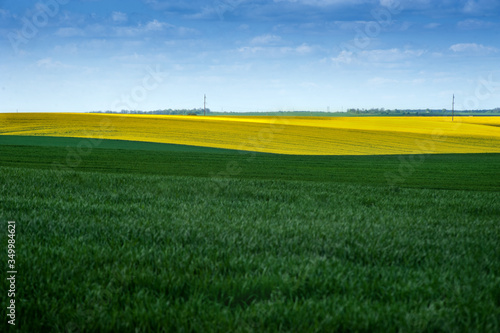 Yellow fields lines of oilseed rape and green meadows