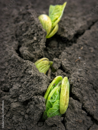 Green bean seedlings in the soil. Macro with small details. cracked soil