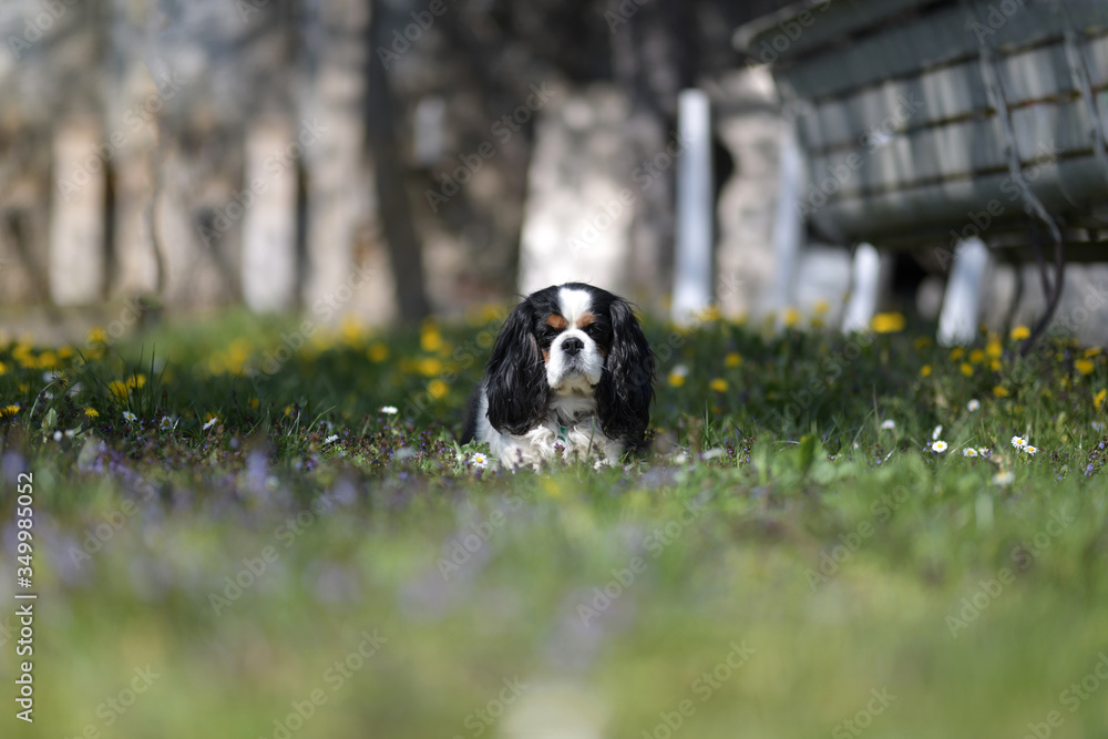 dog in the grass