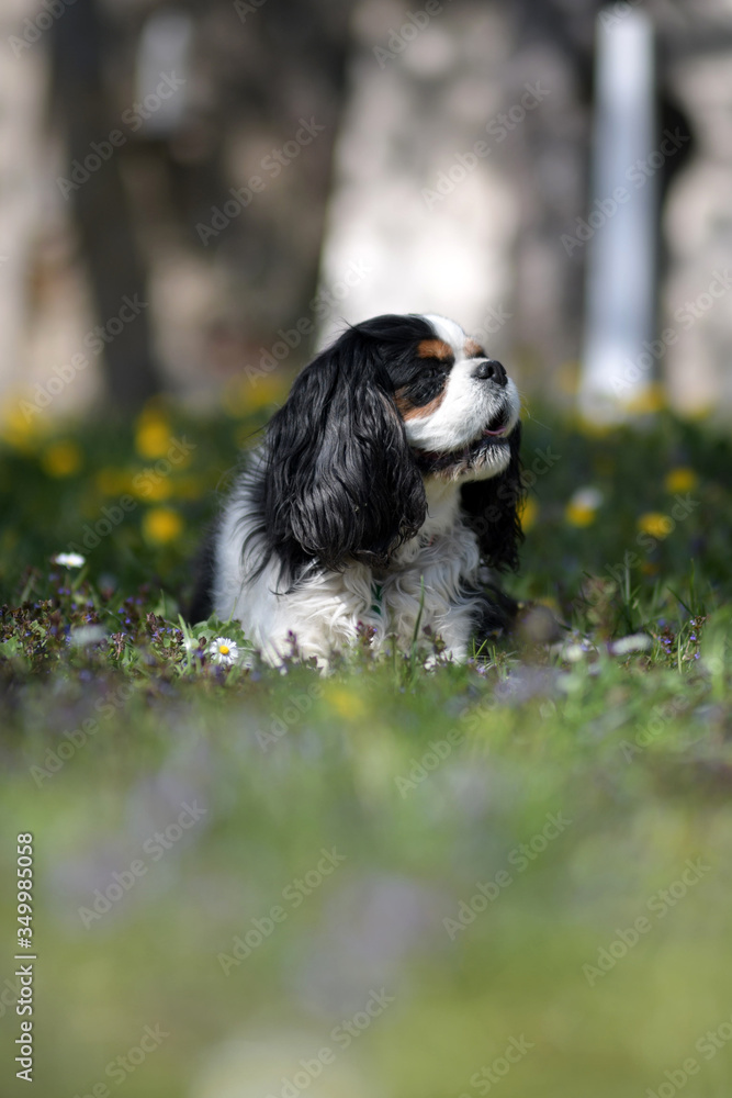 Fototapeta premium cavalier king charles spaniel