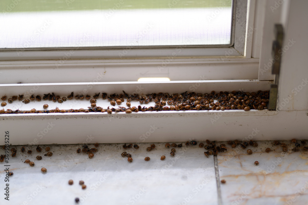 Obraz premium invasion ladybugs on window