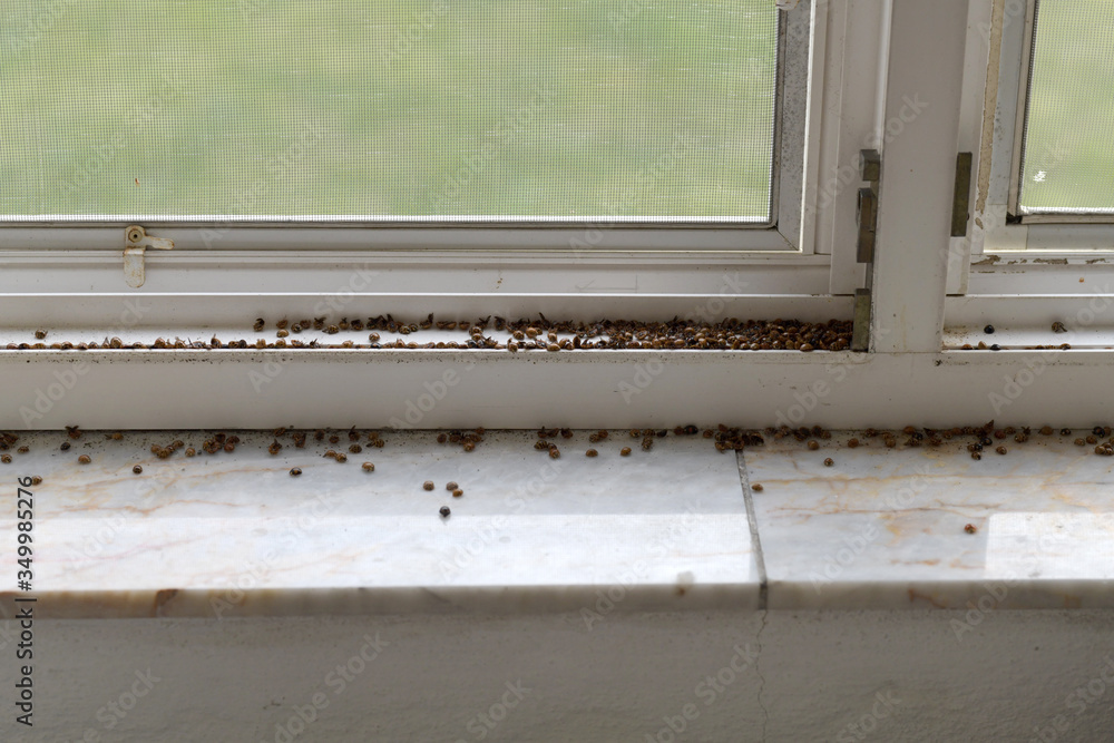 Obraz premium invasion ladybugs on window