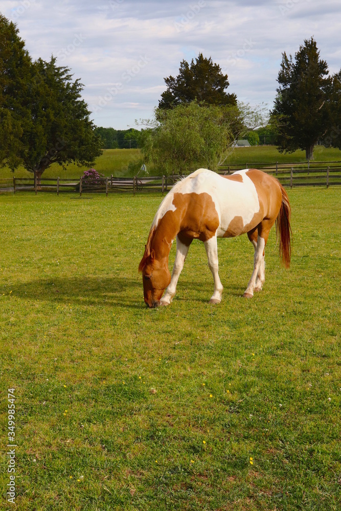 Horse Feeds in Pasture