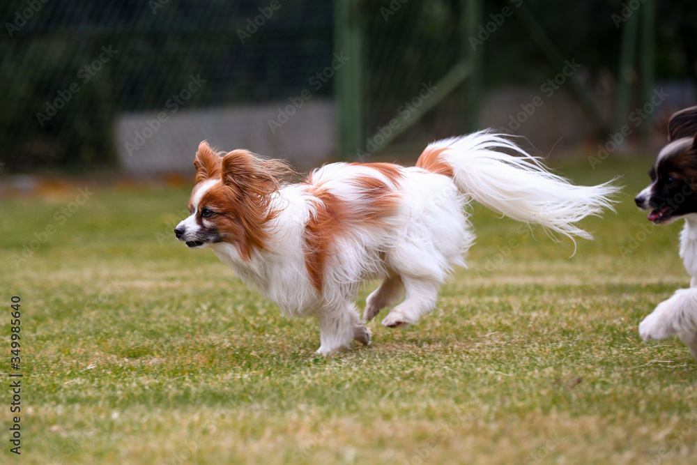 Zwei kleine Papillons Hunde