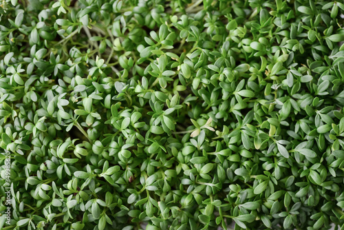 Microgreen of garden cress