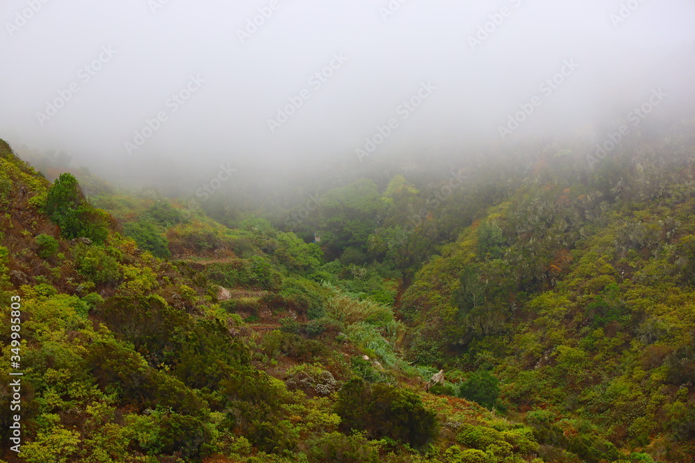 Green hills in foggy weather. Canary Islands, Tenerife. Anaga Natural Park.