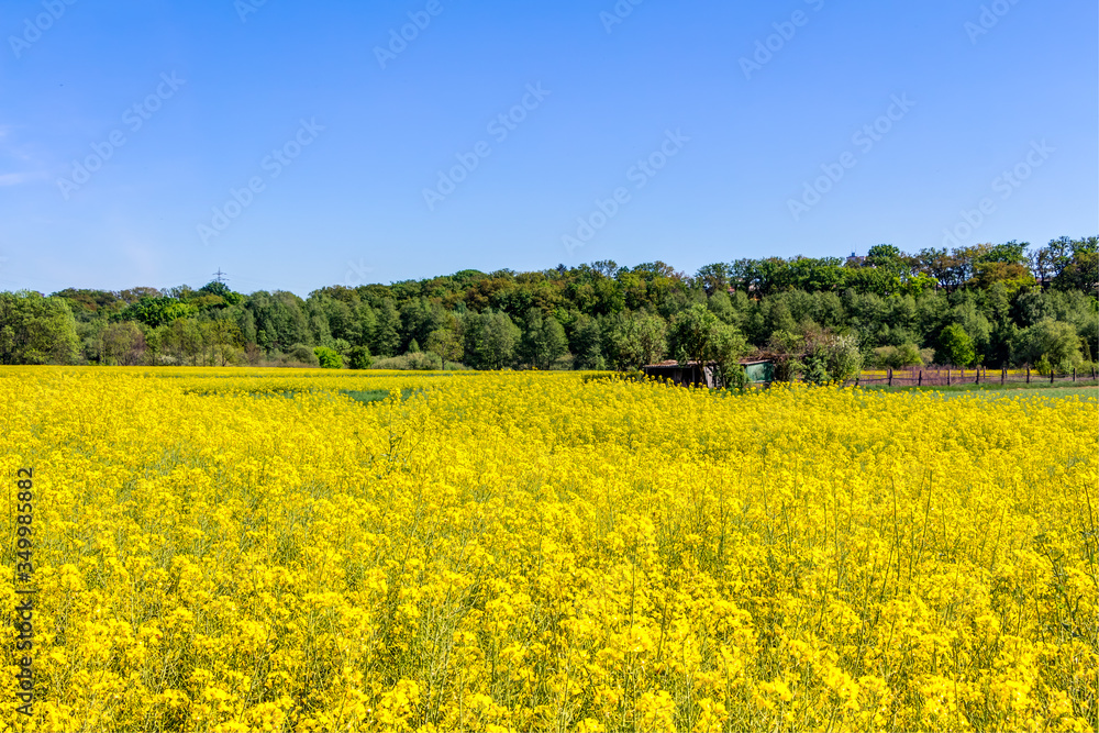 Blühendes Rapsfeld im Frühling an einem Tag mit blauem Himmel 