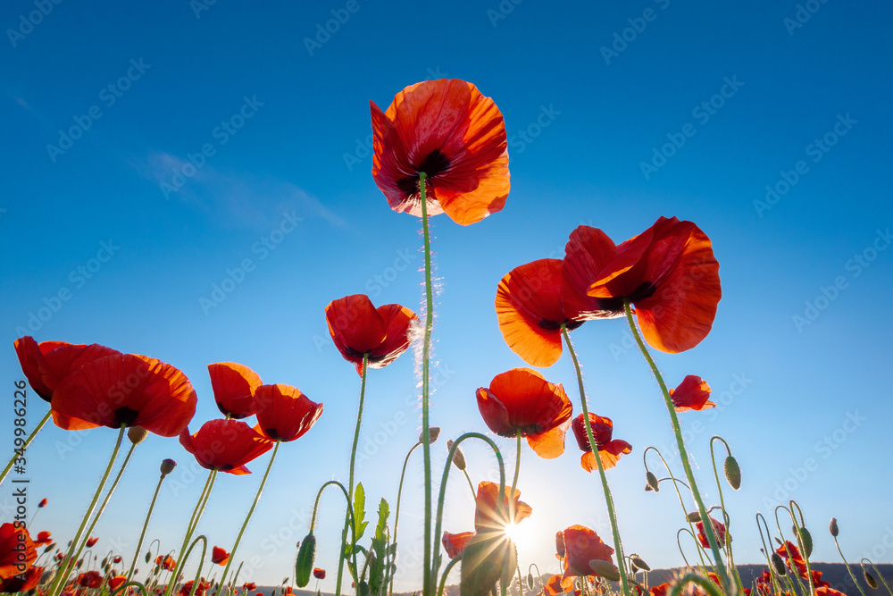 Obraz premium red poppy on the blue sky background