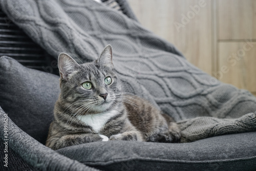 Grey tabby cat laing on armchair © tashka2000