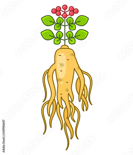 Root And Leaves Panax Ginseng. Vector Colorful Flat Illustration Of Medicinal Plants. Isolated On White Background. Biological Additives Are. Healthy Lifestyle. For Traditional Medicine