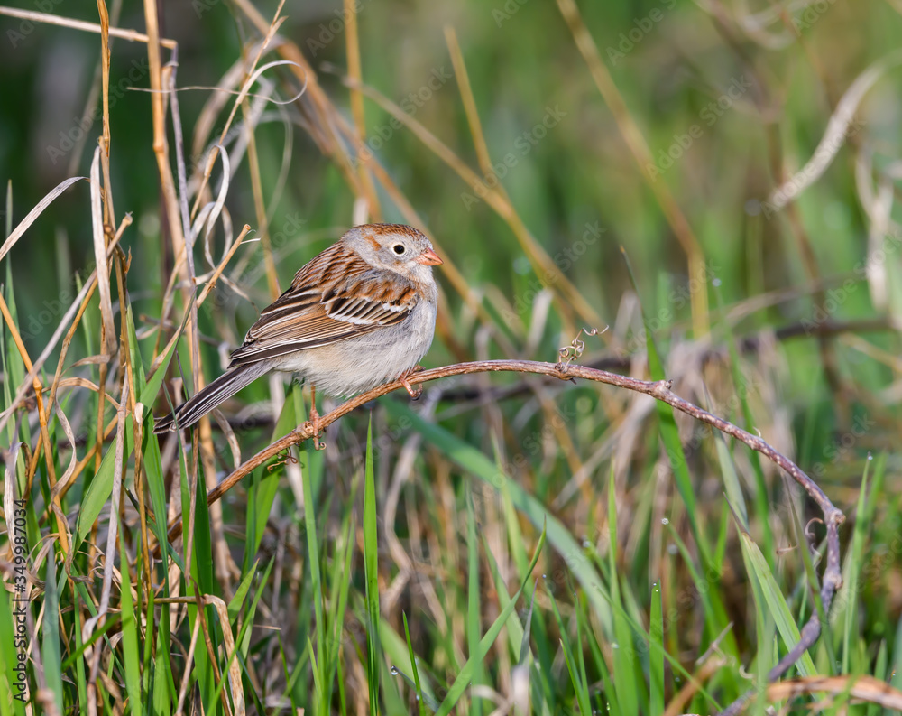Field Sparrow Perched in Field in Spring Field Sparrow Perched in Field in Spring