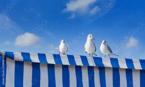 Moin northern Germany Three seagulls linger in front of a blue sky on a blue and white striped tarpaulin. Coast nature Maritime recreation Holiday animals bird