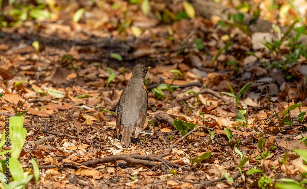 Bird. The American robin (Turdus migratorius) on a natural trail. American robin is a migratory songbird. Bird. The American robin (Turdus migratorius) on a natural trail. American robin is a migratory songbird.