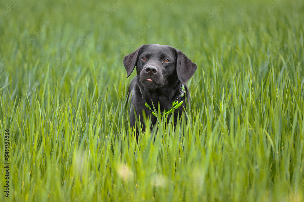 Schwarzer Labrador in einem Feld Schwarzer Labrador in einem Feld