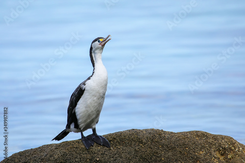 Little pied cormorant  Microcarbo melanoleucos  sitting on a rock
