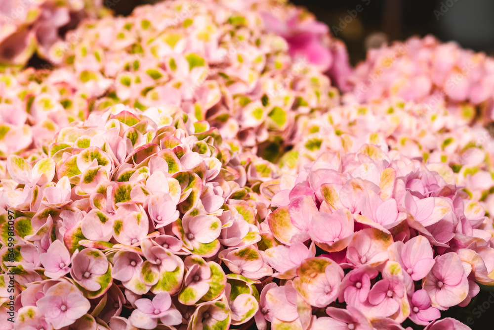 Bright pink hortensia flowers