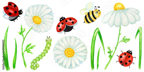 Watercolor daisy chamomile flower with fly ladybug and bee illustration. Hand drawn botanical herbs isolated on white background with insects. Set of Chamomile white flowers, buds, green leaves, stems