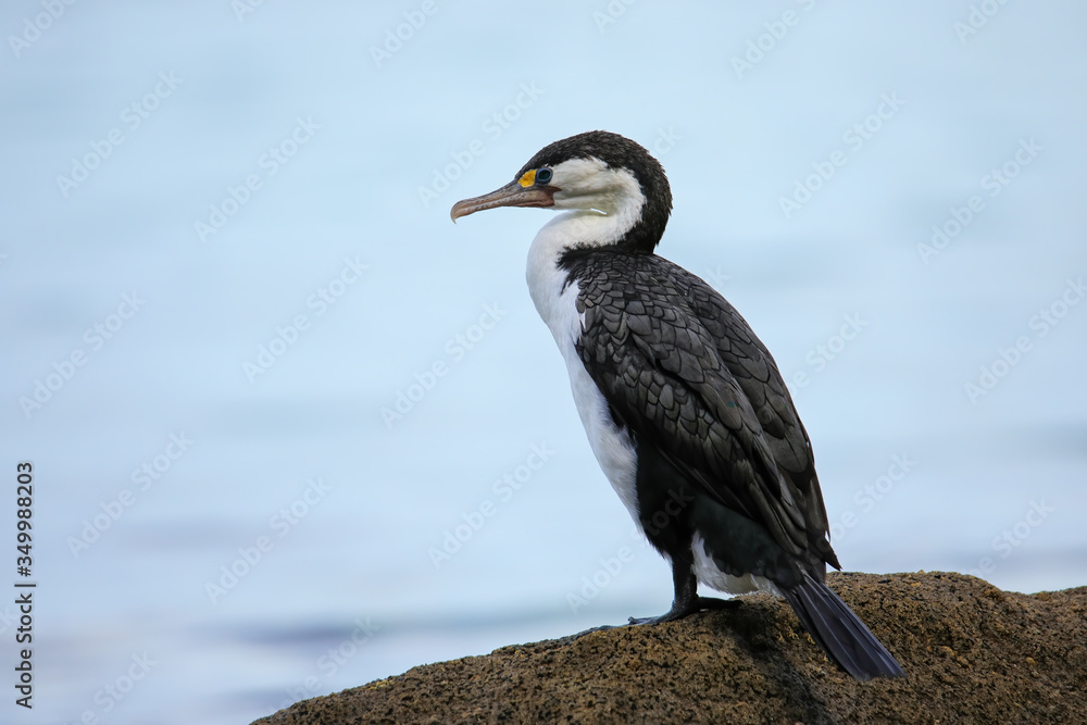 Obraz premium Little pied cormorant (Microcarbo melanoleucos) sitting on a rock