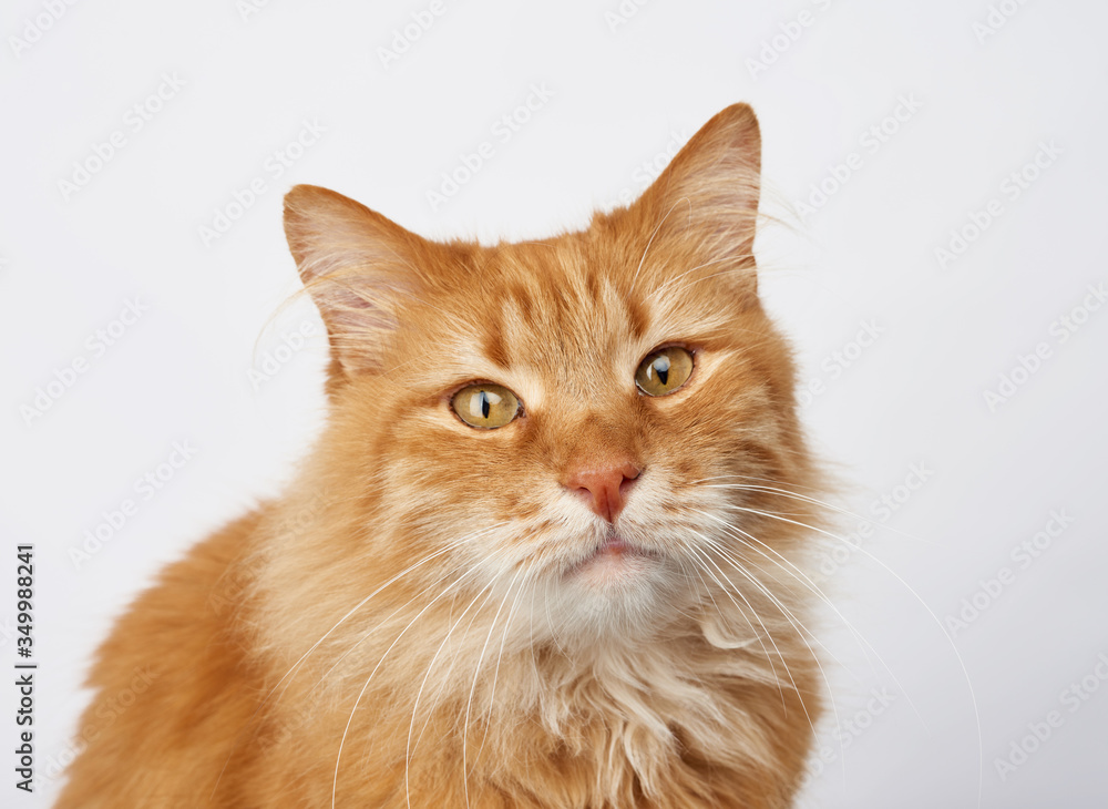 portrait of an adult ginger cat on a white background