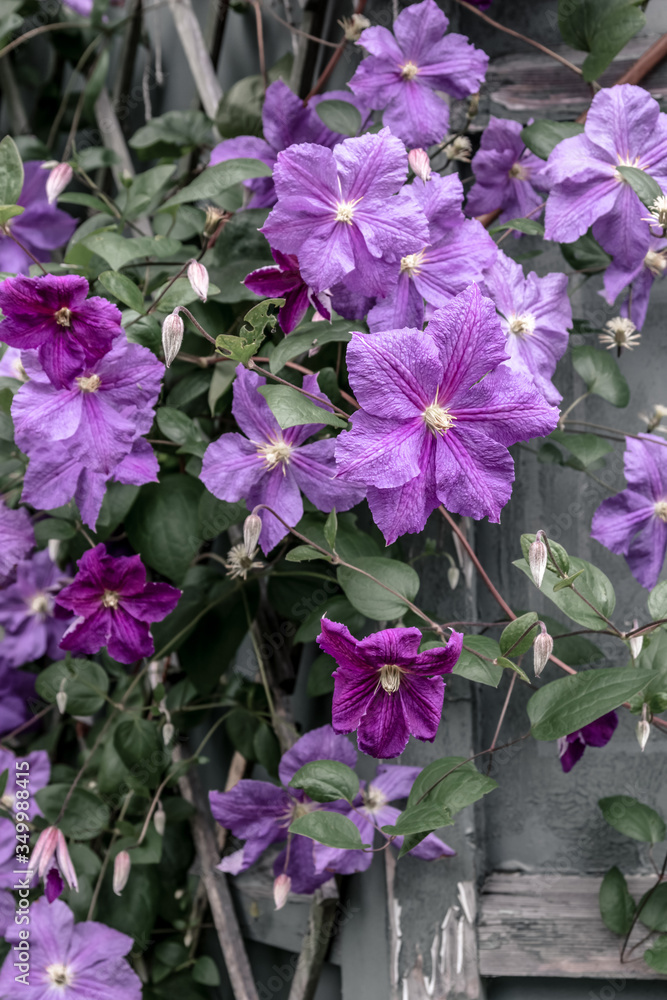 Purple clematis blossom