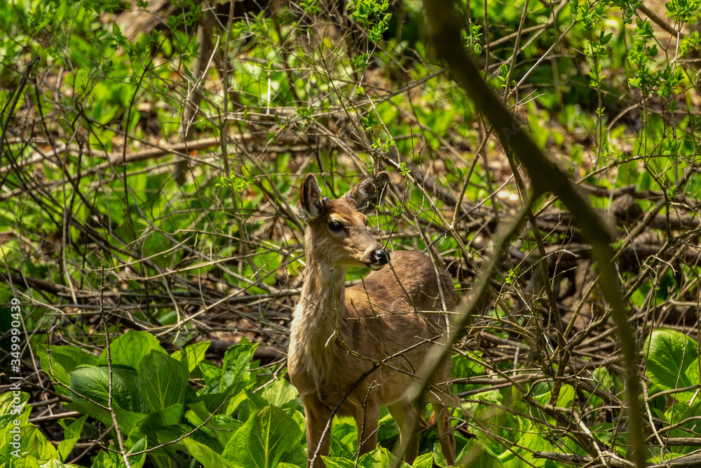 White tailed deer grazing in a wetland overgrown with skunk cabbage. Natural scene from USA White tailed deer grazing in a wetland overgrown with skunk cabbage. Natural scene from USA
