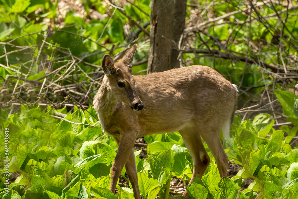 White tailed deer grazing in a wetland overgrown with skunk cabbage. Natural scene from USA White tailed deer grazing in a wetland overgrown with skunk cabbage. Natural scene from USA