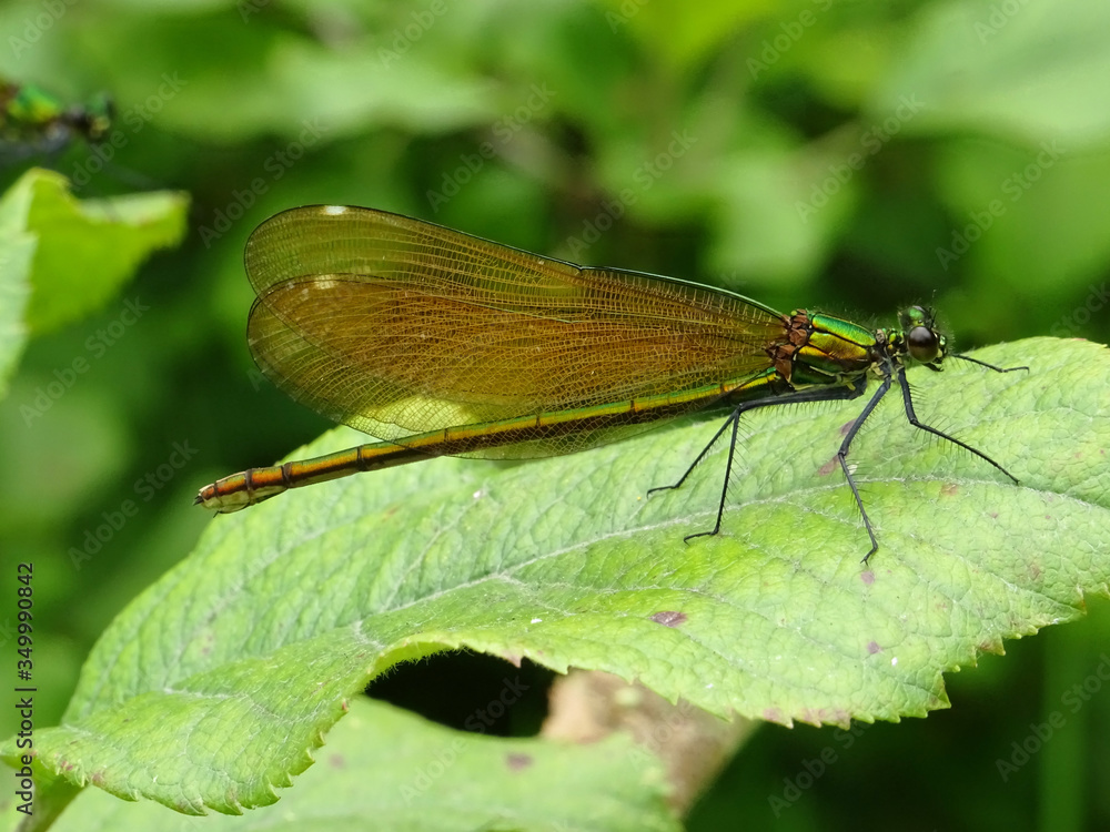 Libellule sur feuille Libellule sur feuille