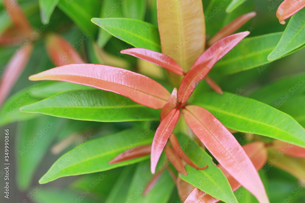 Obraz premium The texture and fresh leaf