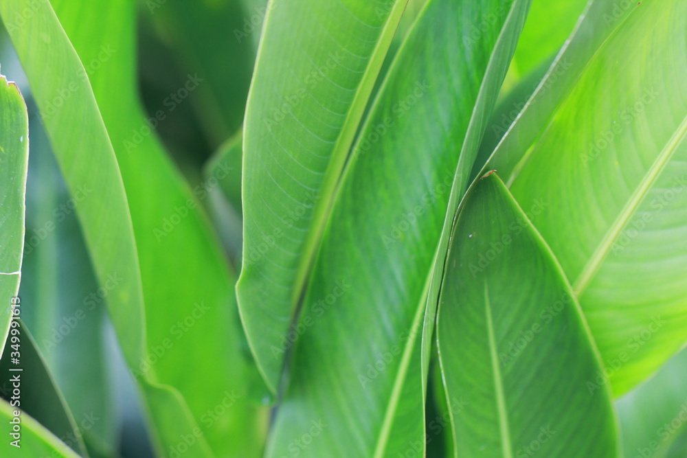 The texture and fresh leaf The texture and fresh leaf