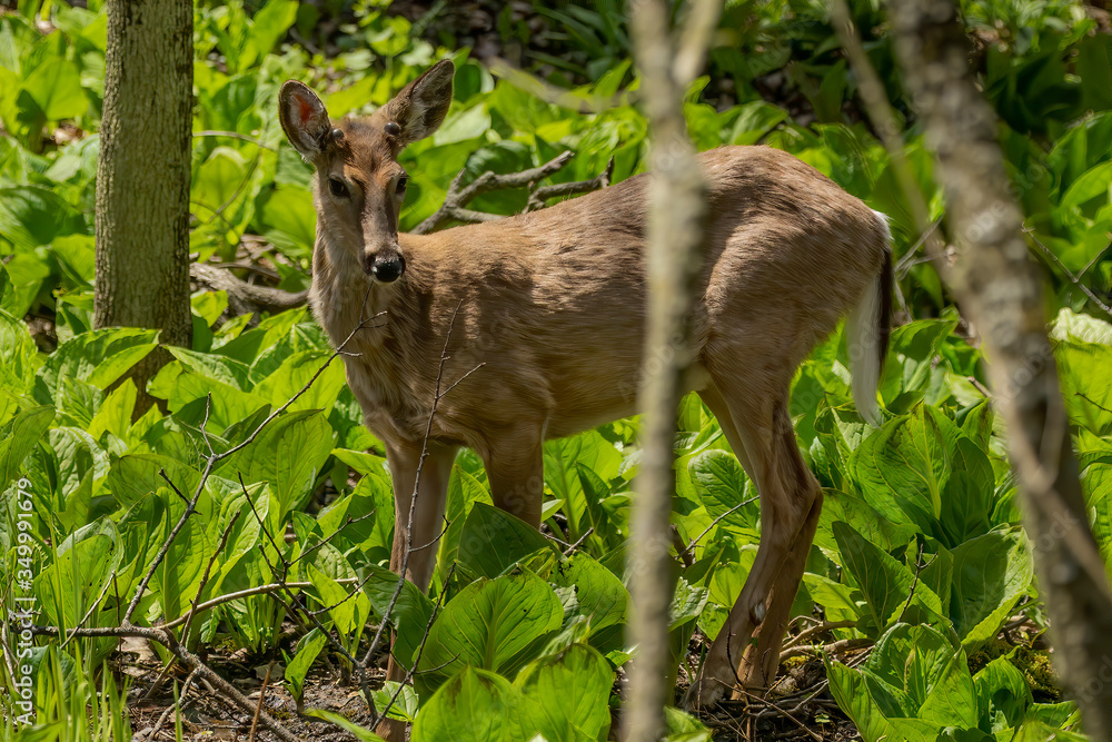 White tailed deer grazing in a wetland overgrown with skunk cabbage. Natural scene from USA White tailed deer grazing in a wetland overgrown with skunk cabbage. Natural scene from USA