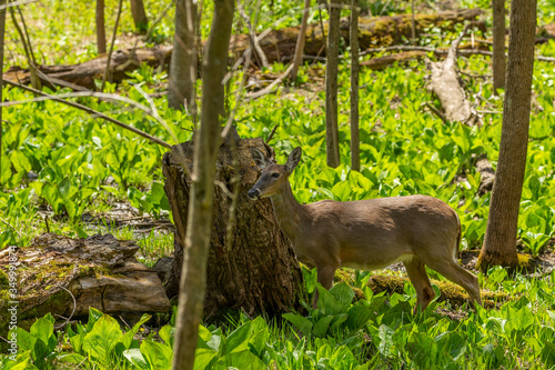 White tailed deer  grazing in a wetland overgrown with skunk cabbage. Natural scene from USA © karel