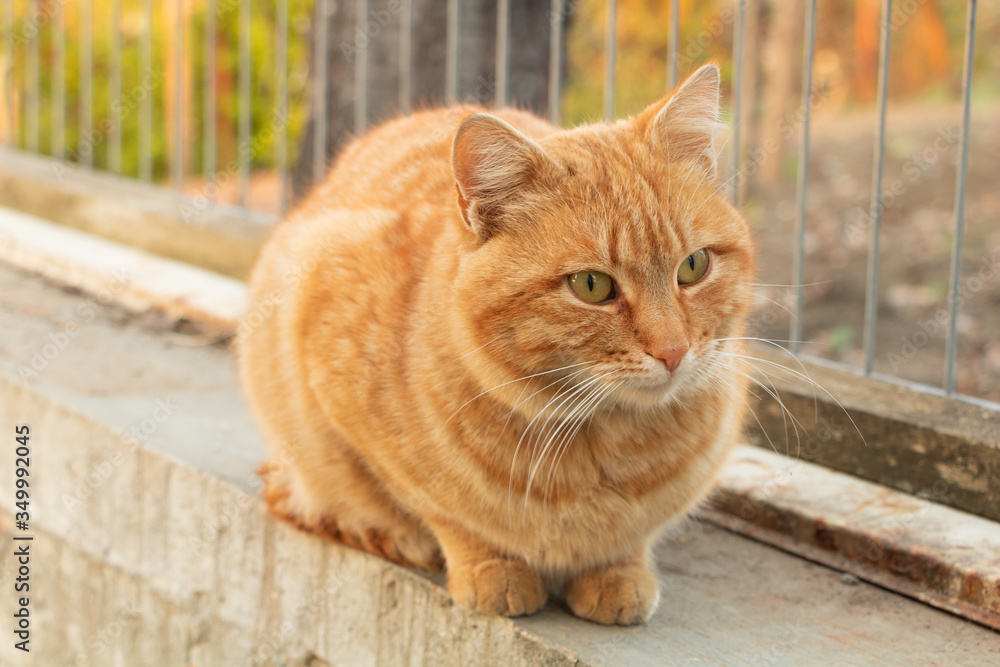 Portrait cute and friendly cat with brown fur Portrait cute and friendly cat with brown fur
