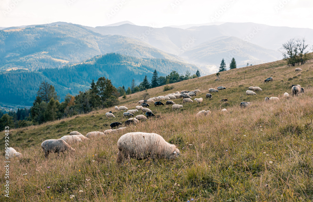 Fototapeta premium A herd of sheep in the mountains. Beautiful mountain landscape view. Shepherds Home in the Mountains. Mountain range at sunset. Panorama of landscape