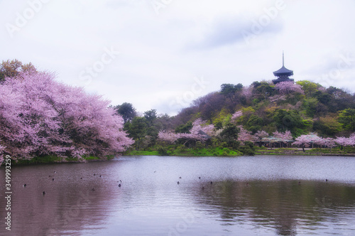 Sankeien Garden Yokohama Japan Cherry blossoms