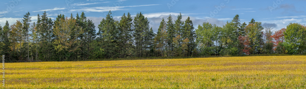 Fototapeta premium A golden field