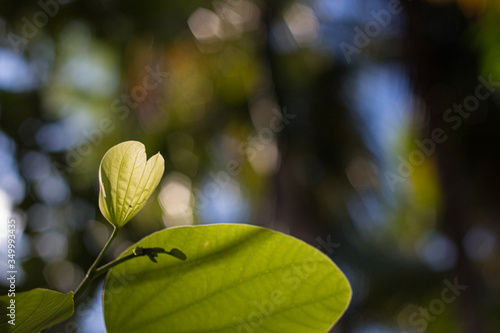 Schönes Blatt von Sonne angestrahlt