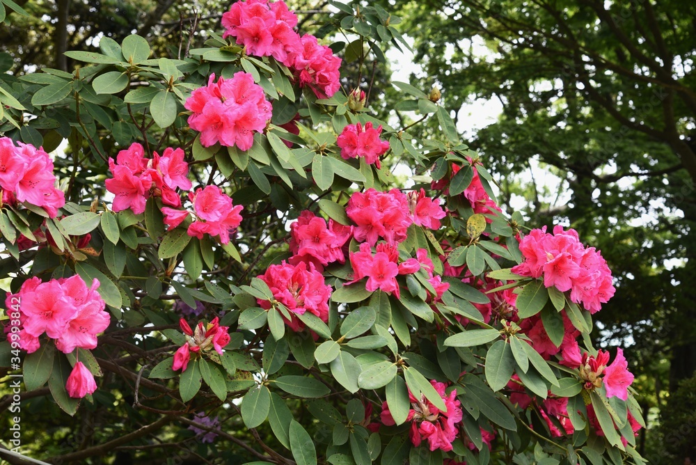 Rhododendron flowers / Ericaceae evergreen shrub.