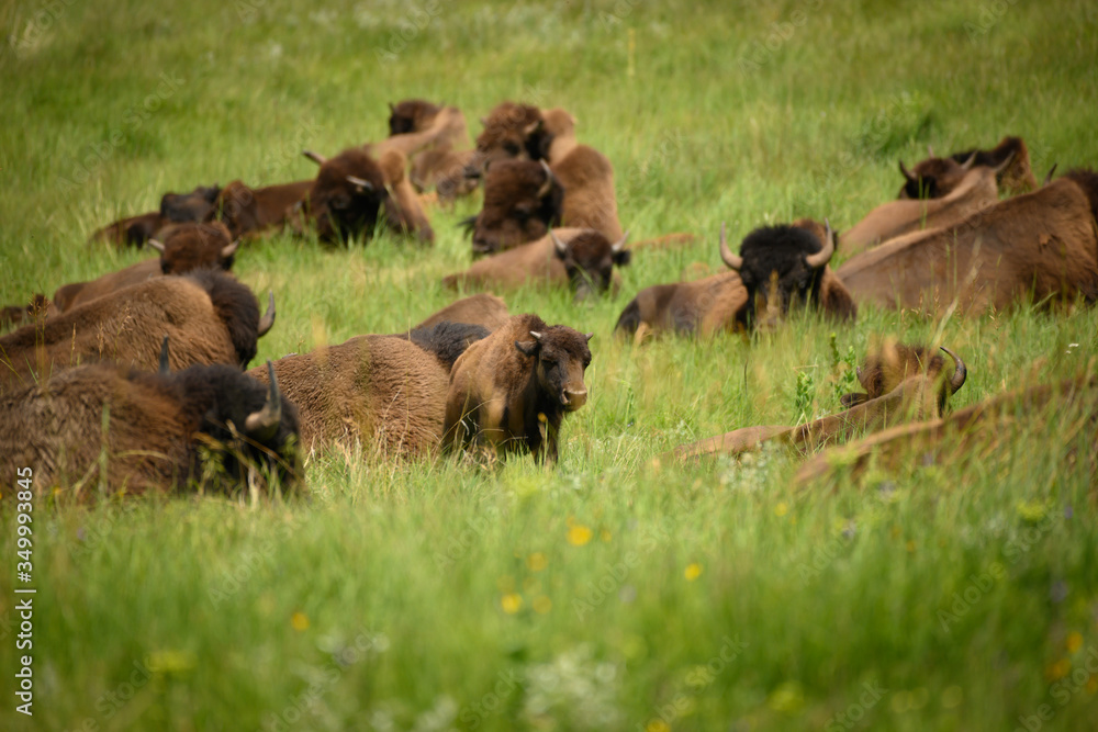 Fototapeta premium Young Bison Moves Among Sitting Herd