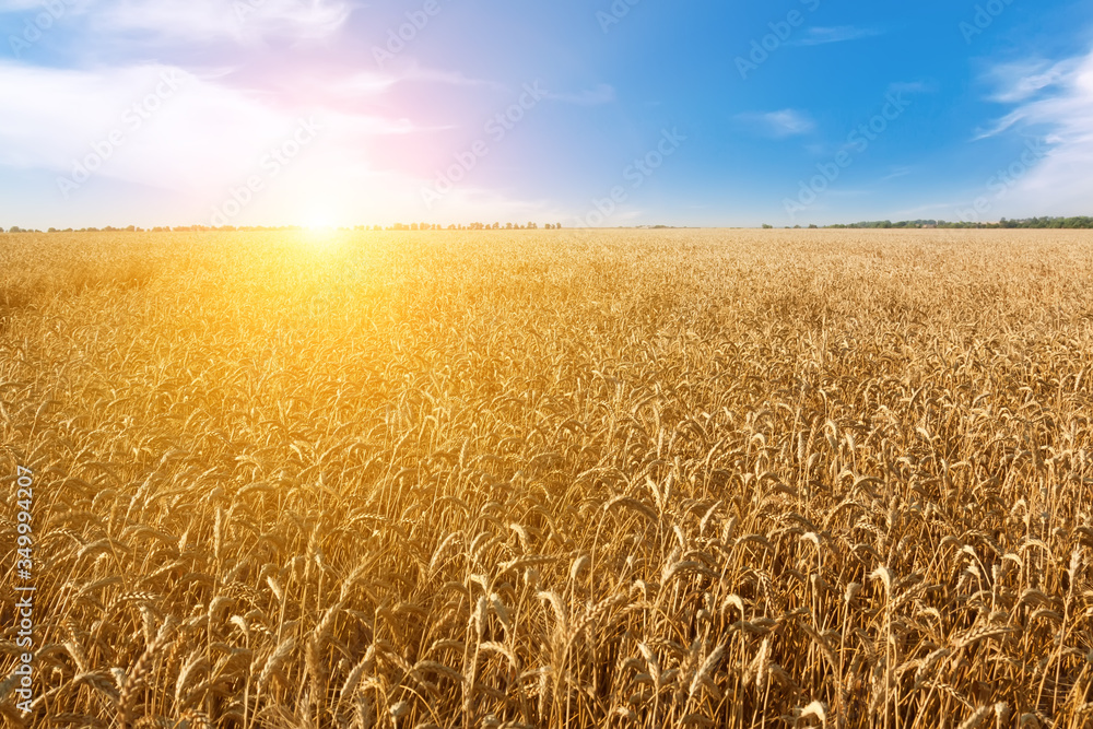 Fototapeta premium Golden field of wheat.