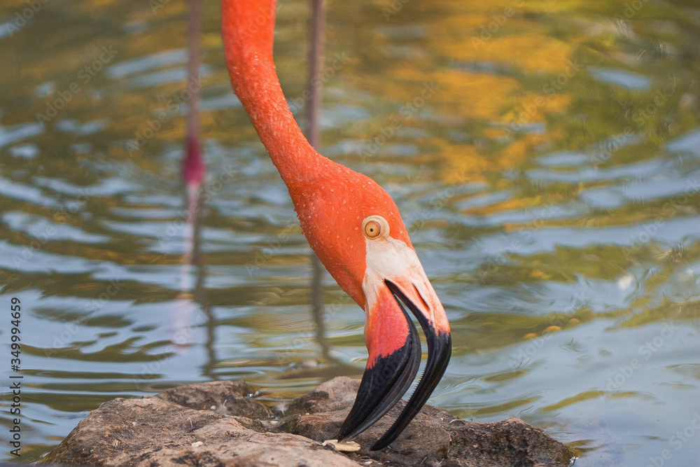 Fototapeta premium Flamingo