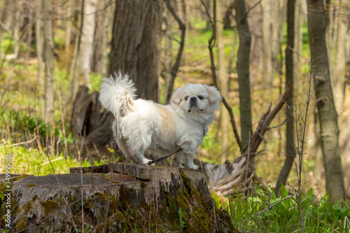 Small white pekignese on the park photo