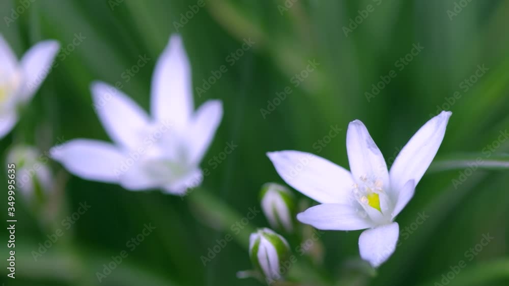 Spring wildflower star-of-bethlehem (Ornithogalum umbellatum - Latin name) after rain. White grass lilies in the field, flowering plant. Nature Blurred floral spring background. Selective focus, slow Spring wildflower star-of-bethlehem (Ornithogalum umbellatum - Latin name) after rain. White grass lilies in the field, flowering plant. Nature Blurred floral spring background. Selective focus, slow