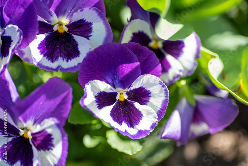 A picture of some purple pansies. Vancouver BC Canada 