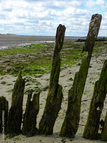 Bois de bord de mer