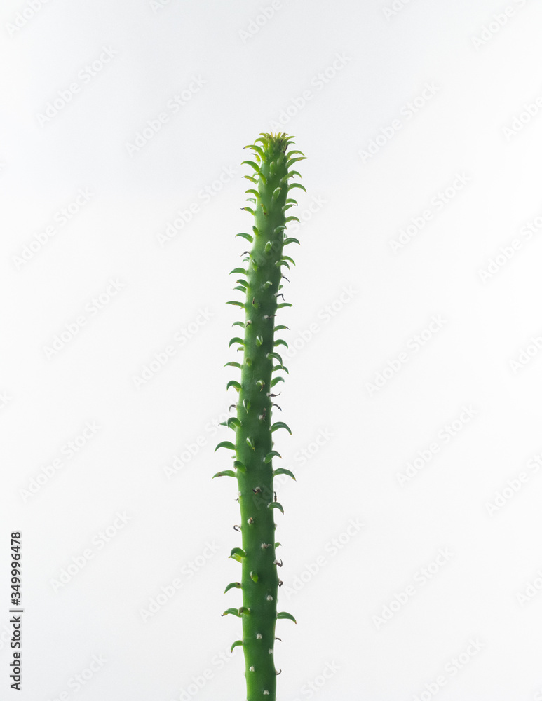 cactus isolated on white background cactus isolated on white background