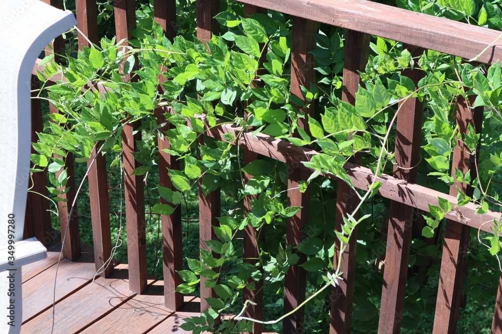 A wooden fence with a vine growning